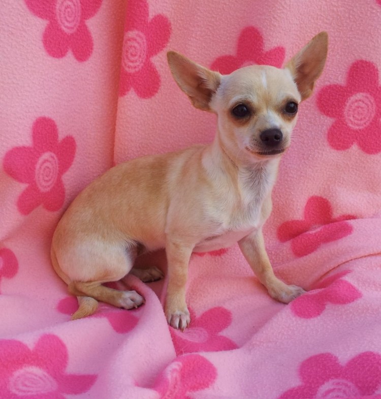 Чихуахуа палевый