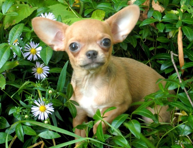 Чихуа Хуа с цветами