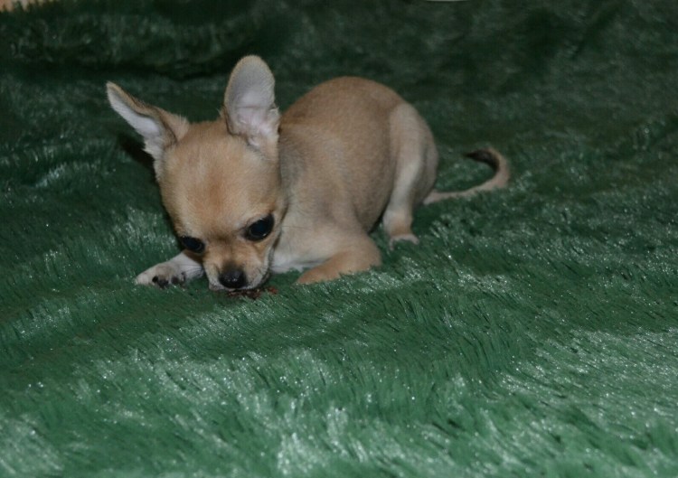 Чихуахуа палевый окрас