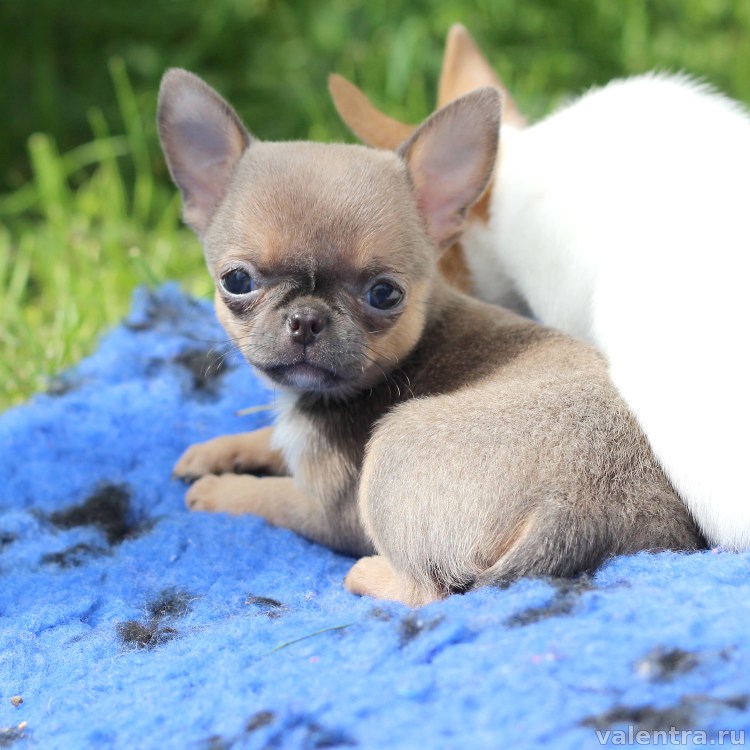 Чихуахуа палевый гладкошерстный