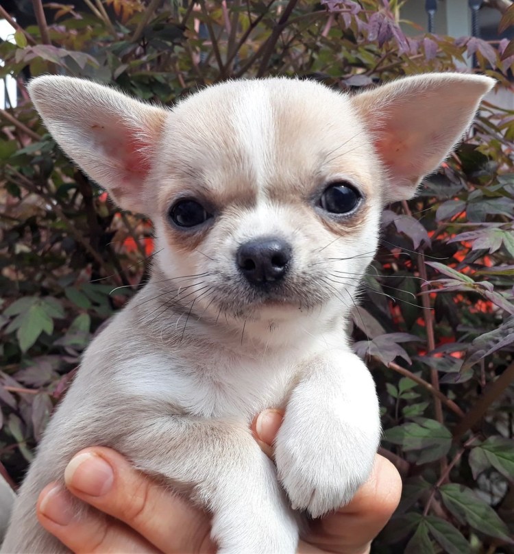 Чихуахуа палевый