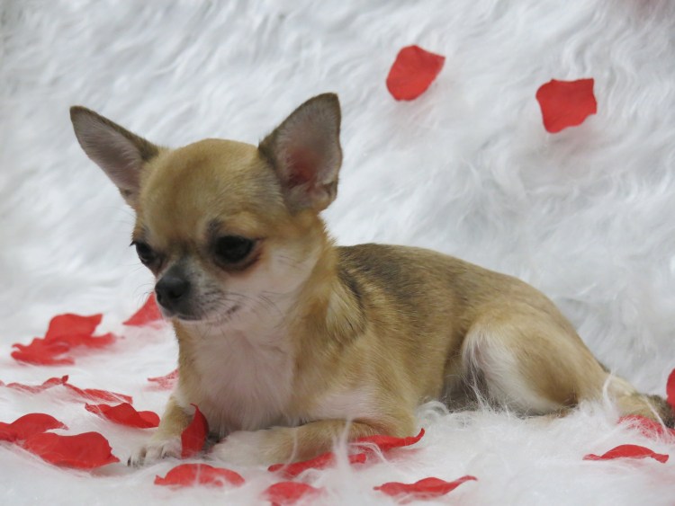 Чихуахуа гладкошерстный персиковый