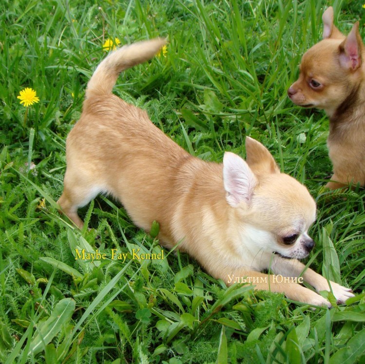 Маленькая собачка до старости щенок