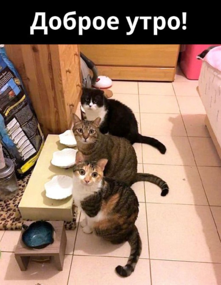 Доброе утро с кошками смешные