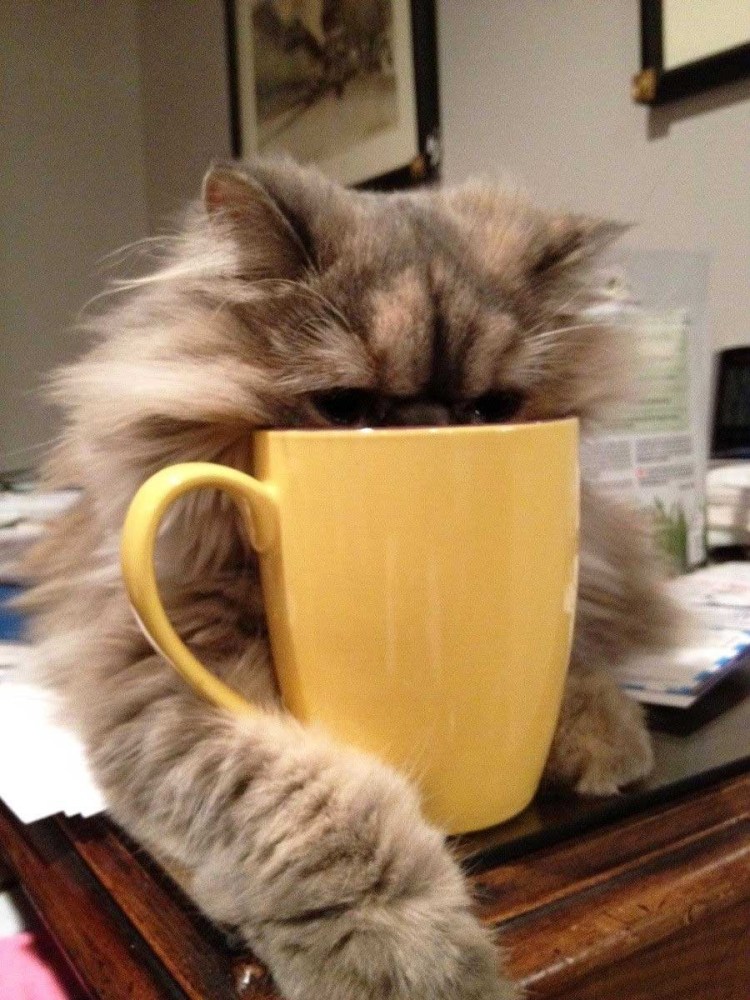 Кот утро воскресенья