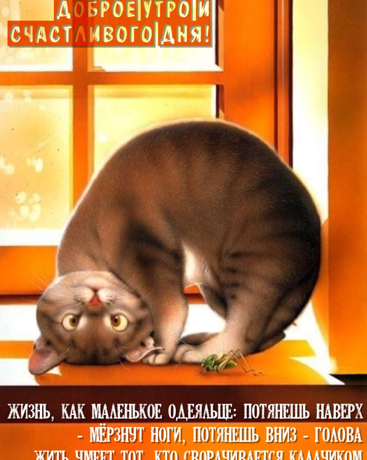 Коты для поднятия настроения