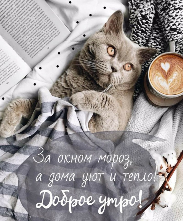 Доброе утро коты Ирины Зенюк