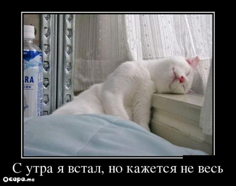 Кот доброе утро юмор