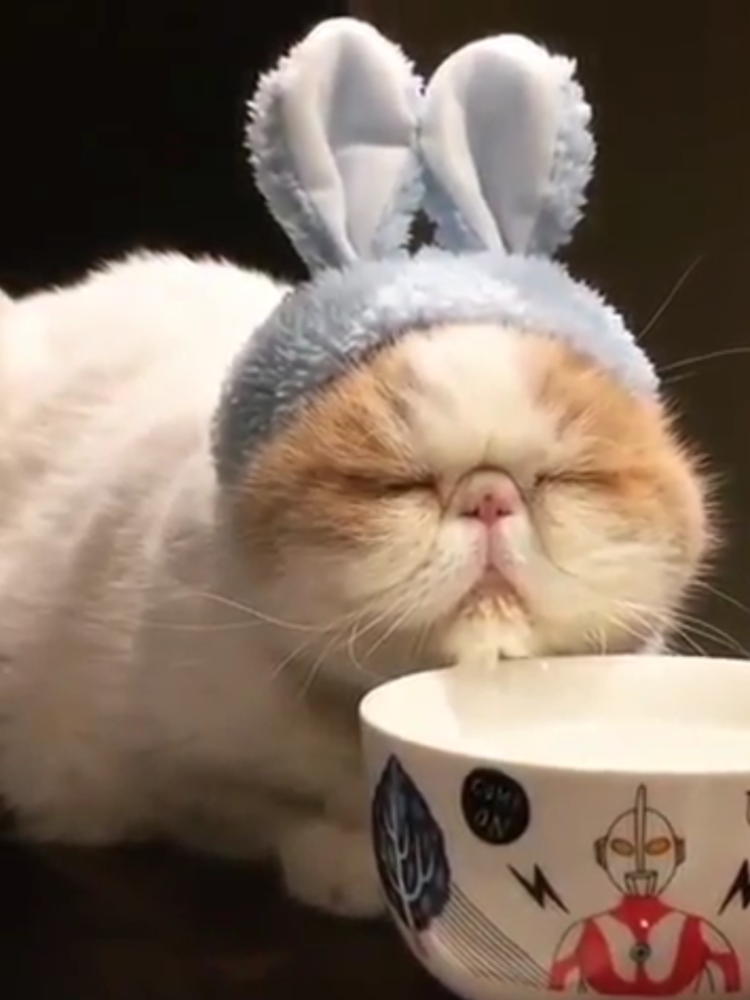 Котенок проснулся