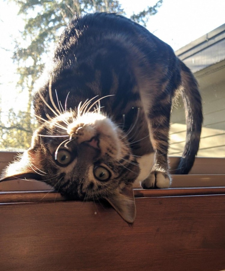 Пожелания с добрым утром с кошками