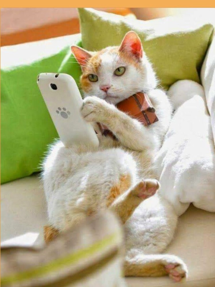 Котенок проснулся