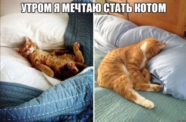 Поздравления с добрым утром прикольные