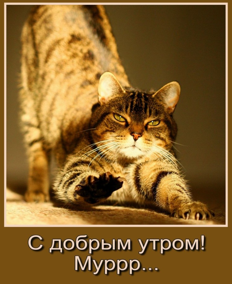 Кошка тянется