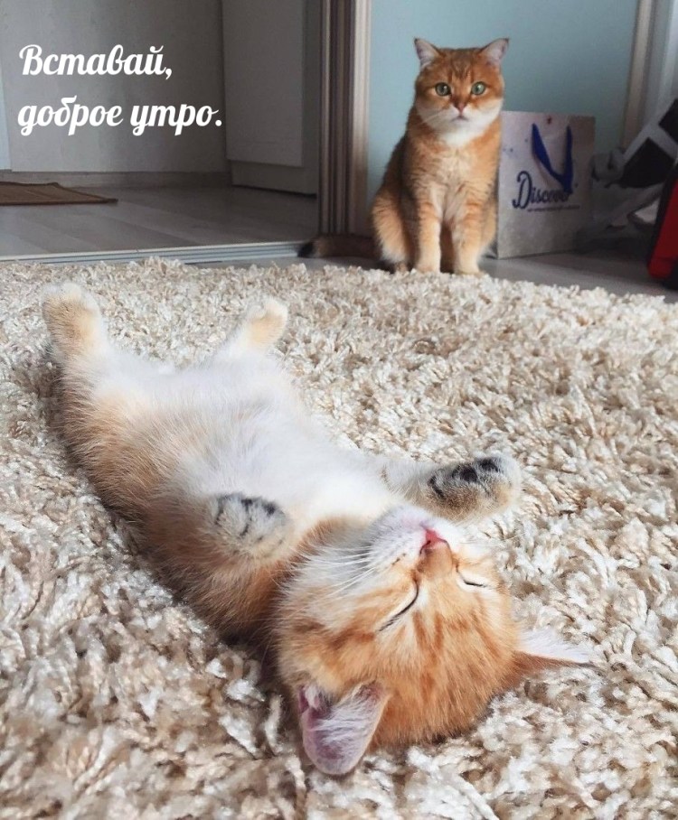 Открытки бодрого утра и отличного настроения