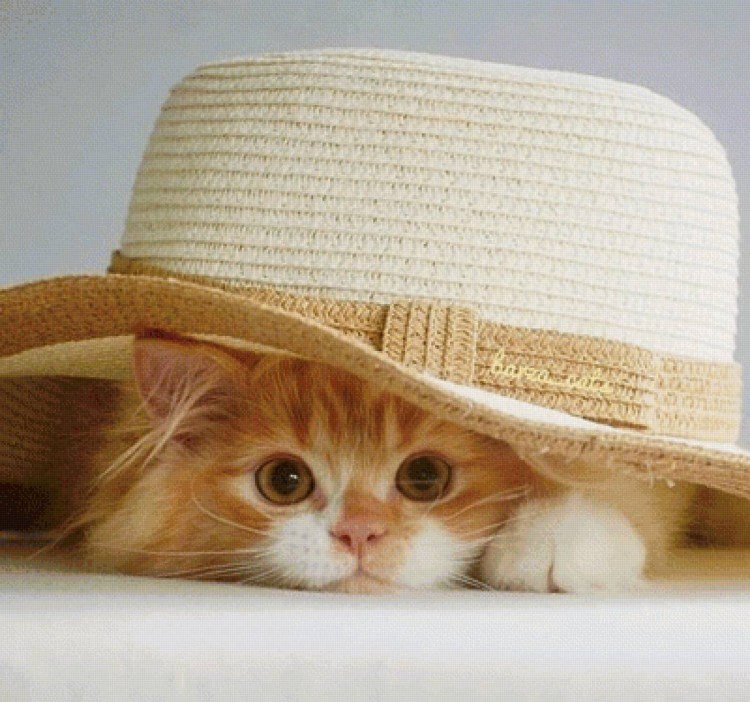 Коты на кухне