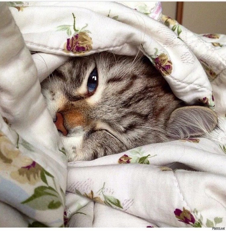 Кошка крепко спит