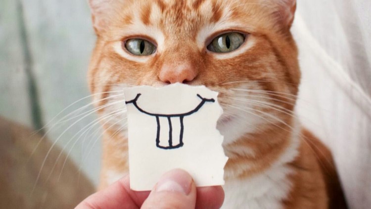 Утренние приколы с котами