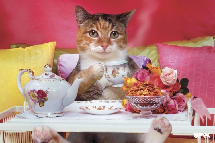 Котенок проснулся