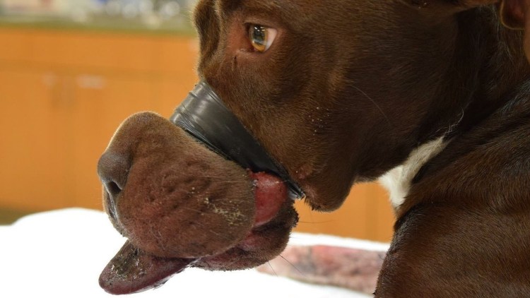 Кане Корсо слюнявые