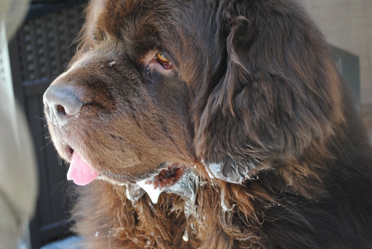 Слюнявые ньюфаундленд