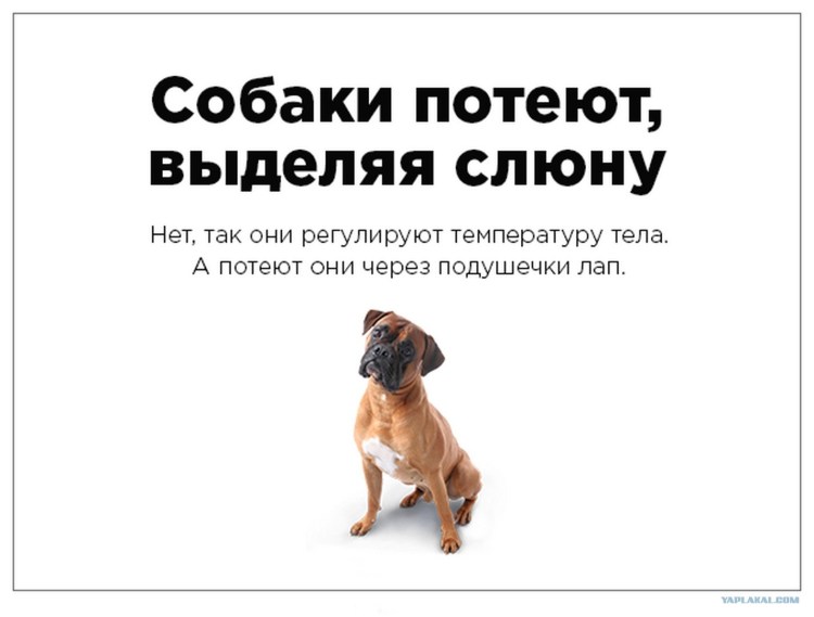 Животные зараженные бешенством