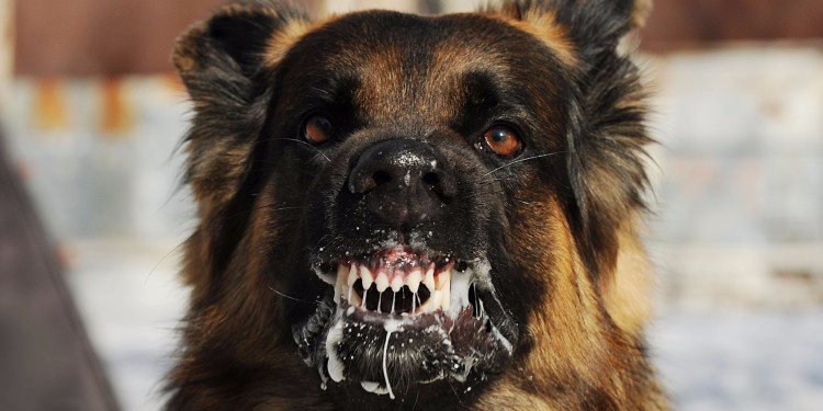 Злая собака