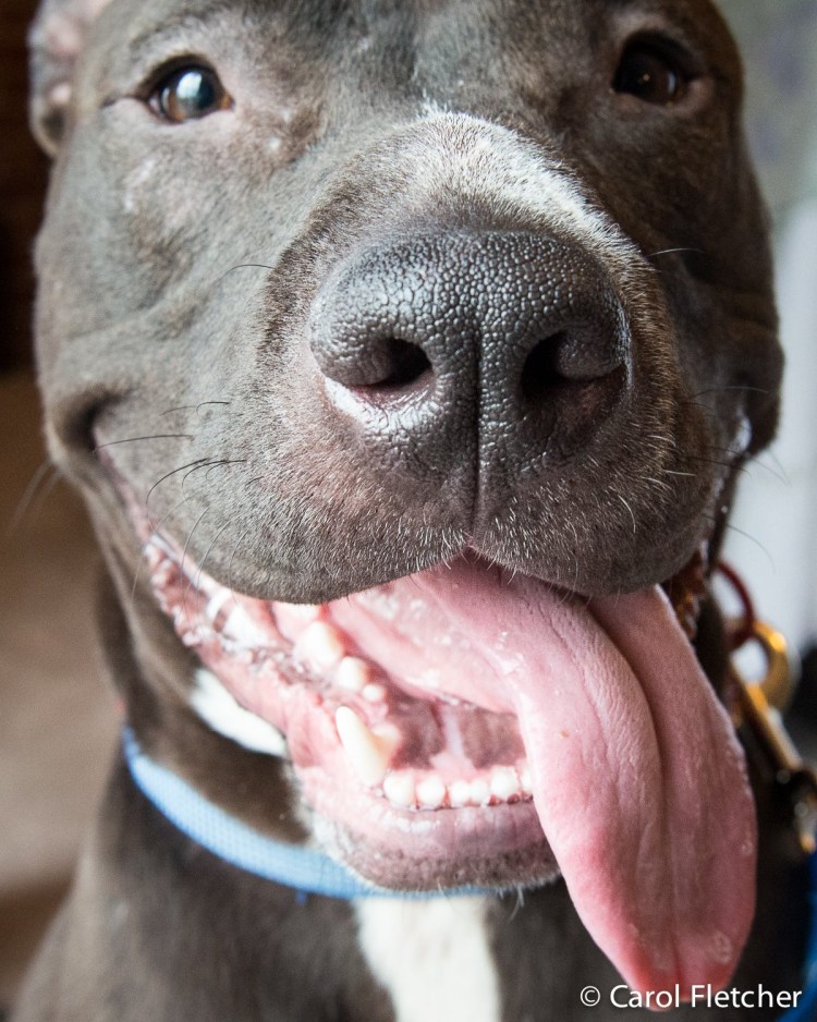 Слюновыделение у собаки