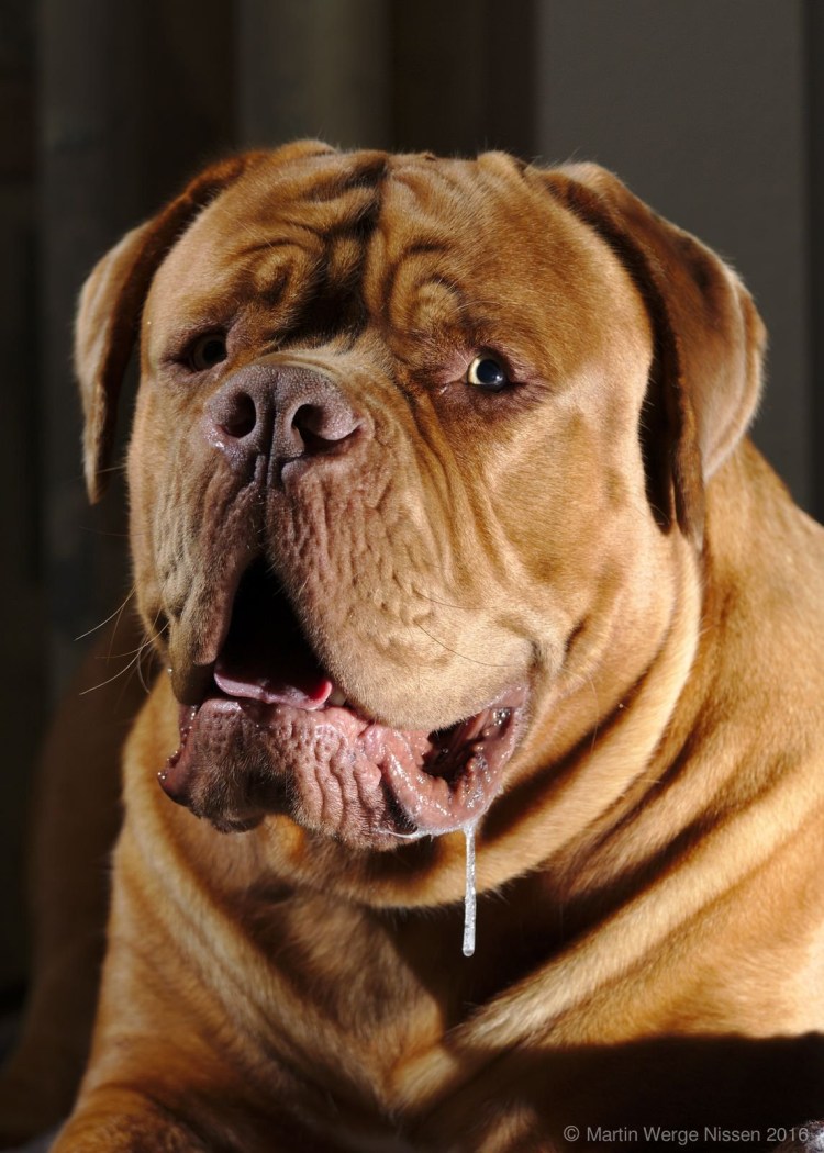 Две собаки бегут