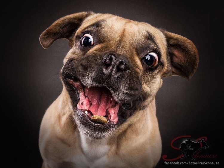 Собака облизывается