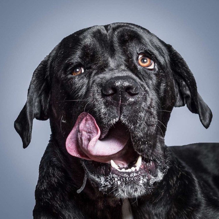 Слюноотделение у собаки