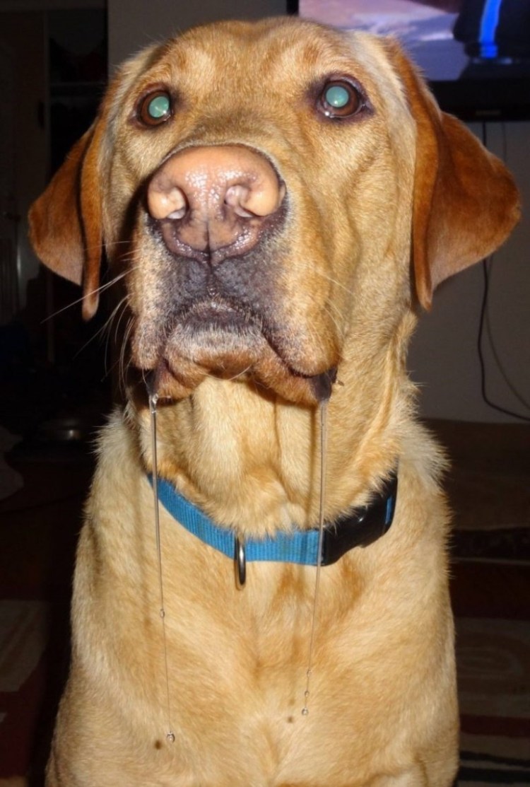 Собака с необычной мордой