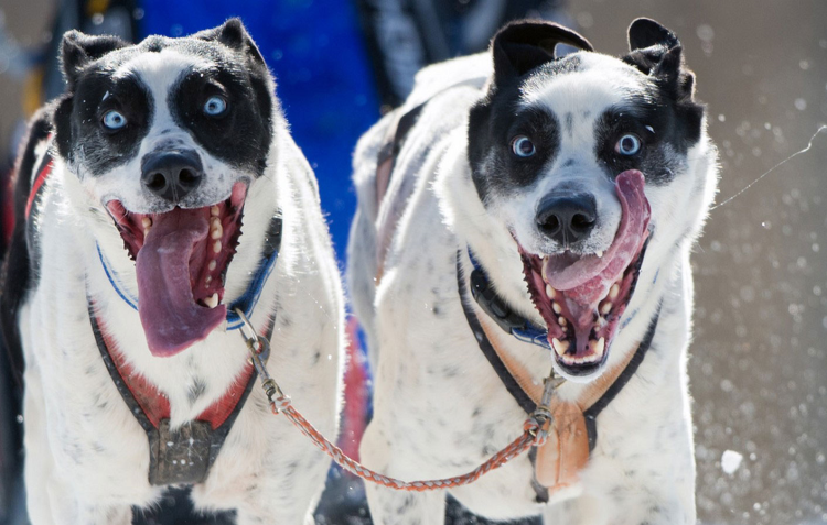 Слюнявая собака