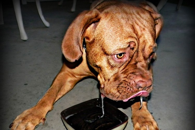 Ньюфаундленд слюни