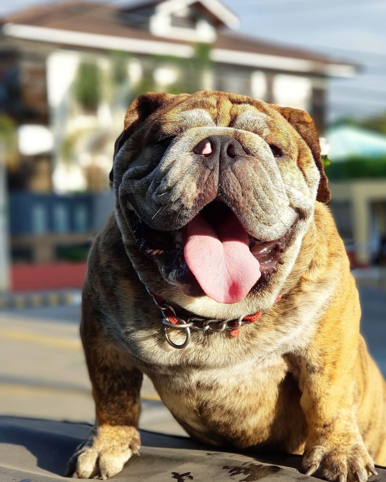 Бешенство плотоядных животных