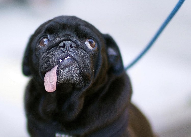 Собака у которой текут слюни порода