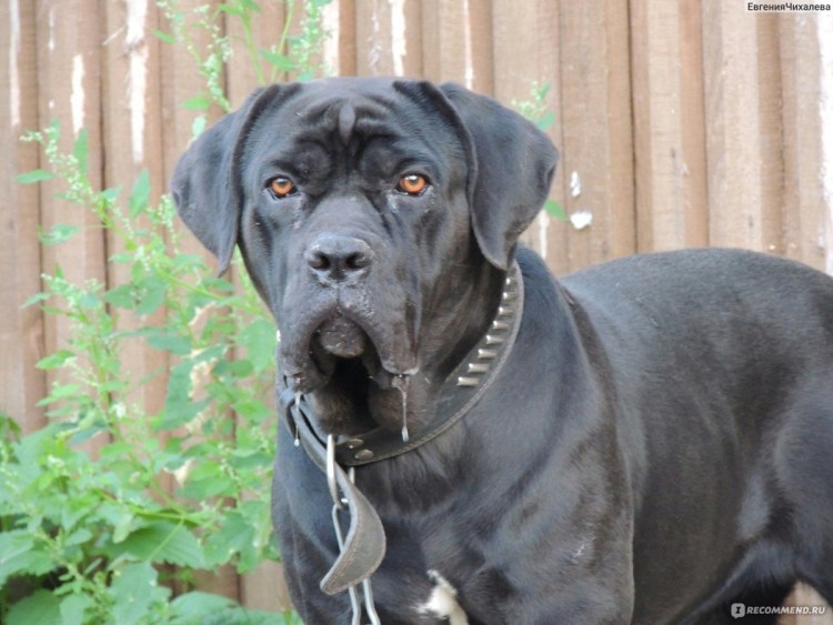 Шарпей слюнявый