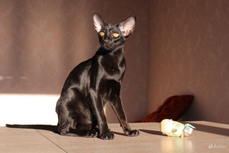 Коты ориенталы взрослые