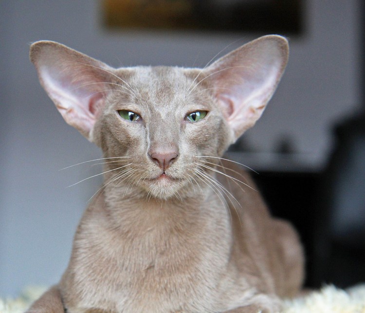 Ориентал пите-Болд сфинкс