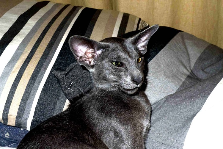 Сиамский ориентальный кот