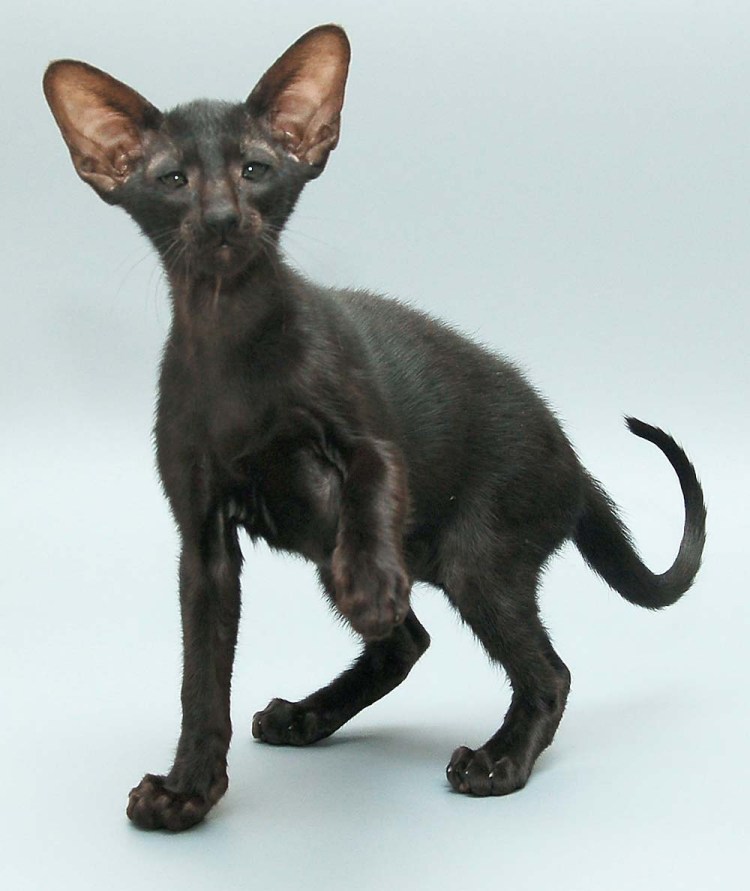 Ориентальная кошка кудрявая