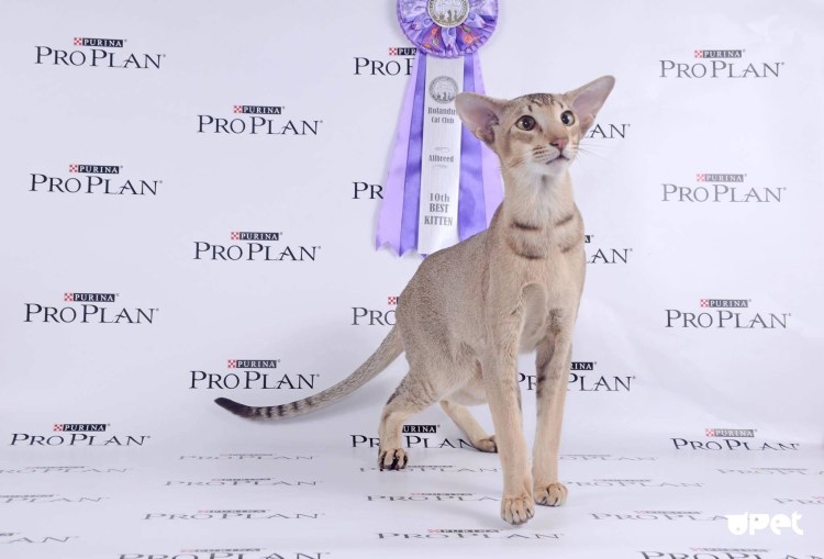 Ориентальный кот грузин