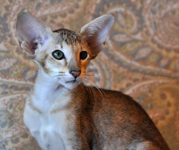 Кот Гиви Ориентал