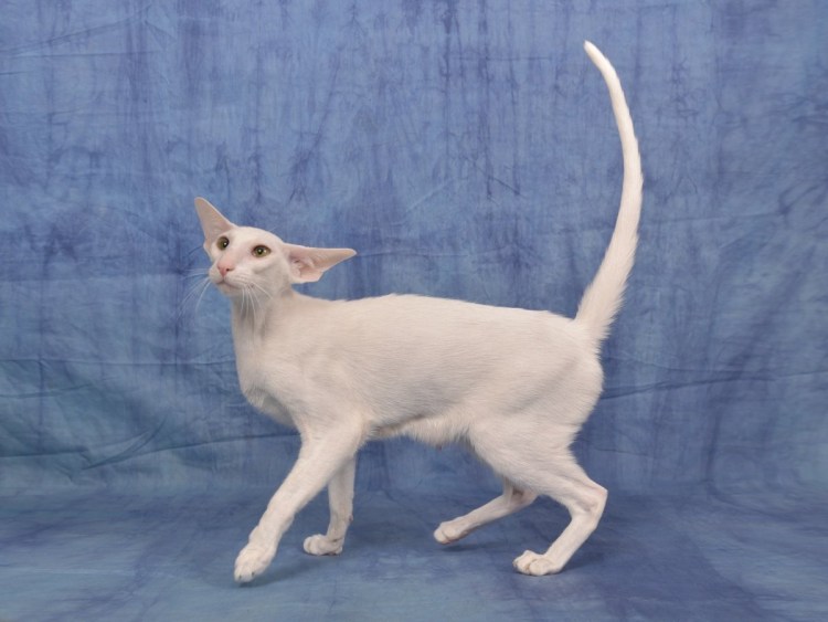 Ориентальная кошка эбони