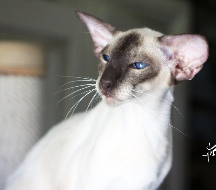Настоящая Сиамская кошка