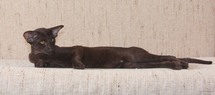 Ориентальный кот грузин