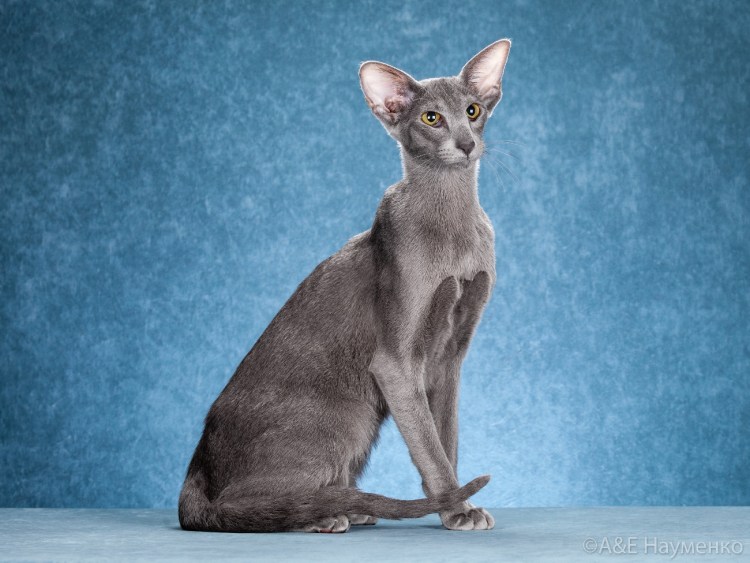 Ориентальный кот Гавана