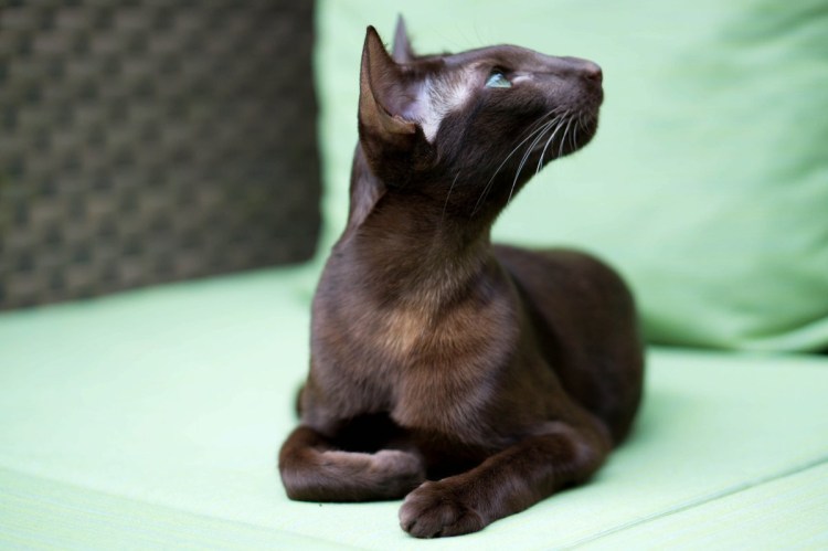 Ориентальная кошка экстерьер