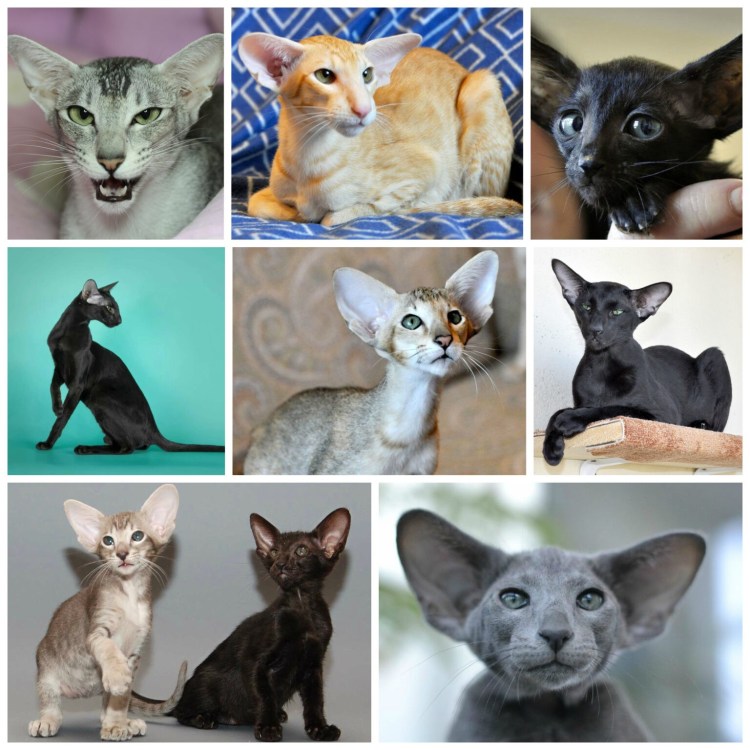 Кот Египетский Ориентал