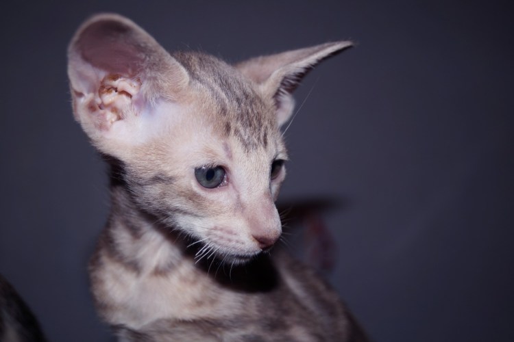 Ориентальная кошка старотипная