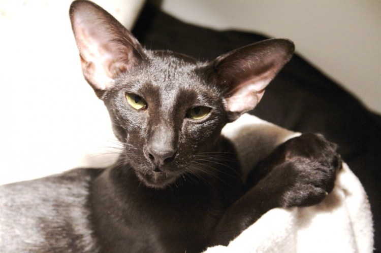 Ориентальная кошка экстремального типа эбони